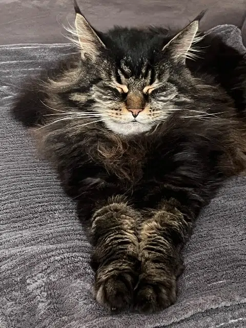 chatte reunited   67202 Wolfisheim Mikky