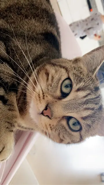 chatte reunited   67460 Souffelweyersheim Mimi