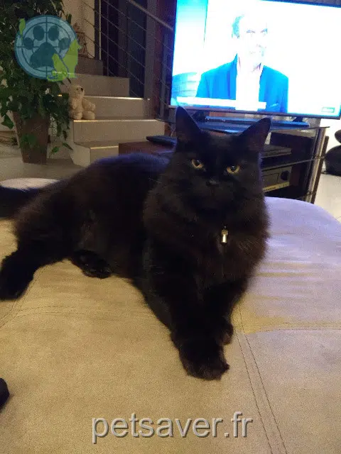 chatte reunited   67116 Reichstett Minette