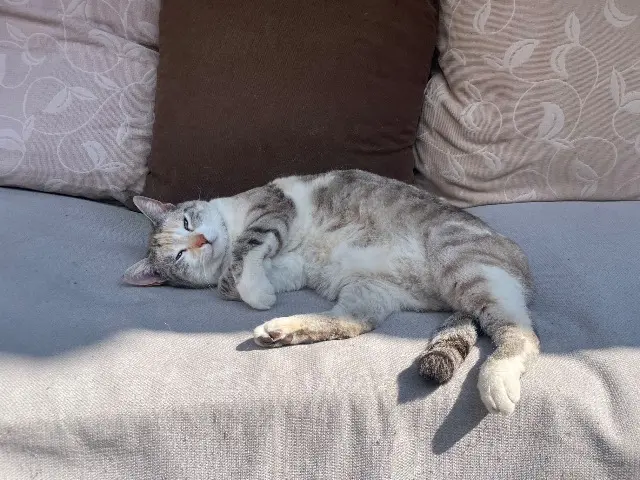 chatte reunited   67600 Sélestat Minila