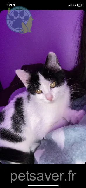 chatte reunited   67610 La Wantzenau Moon