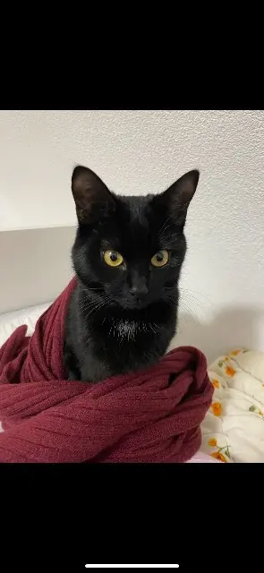 chatte reunited   67300 Schiltigheim Nina