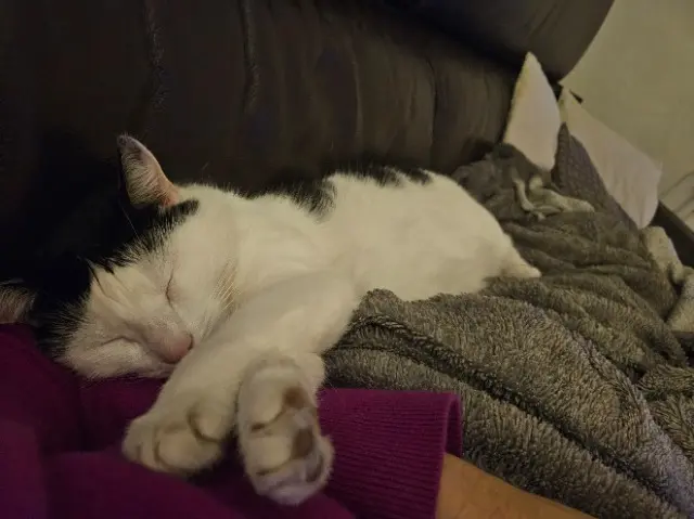 chatte reunited   67540 Ostwald Orya