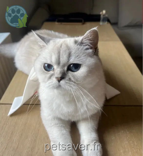 chatte reunited 67201 Eckbolsheim Pamuk