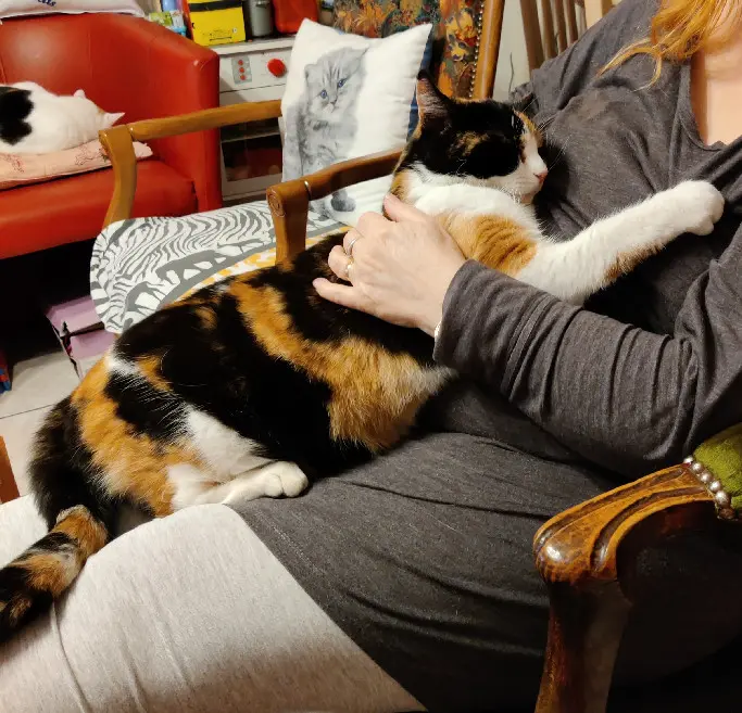 Chatte Perdue 67 Bas-Rhin - Pepsi Chatte Perdue 67 Bas-Rhin - Pepsi