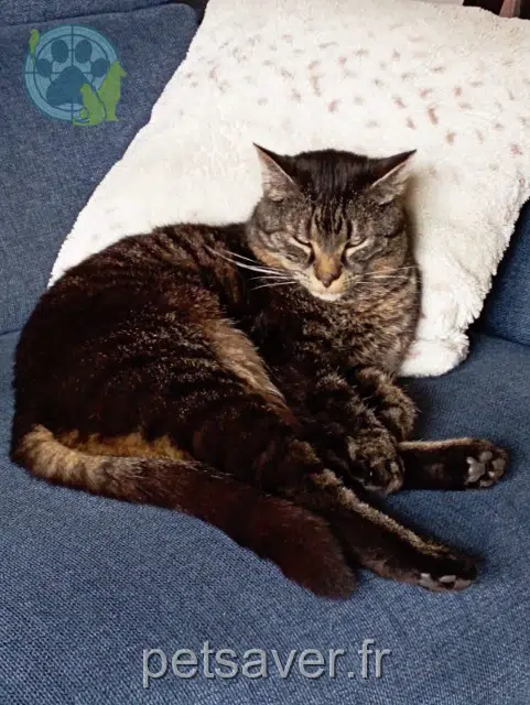 chatte reunited 67190 Gresswiller Ponyo