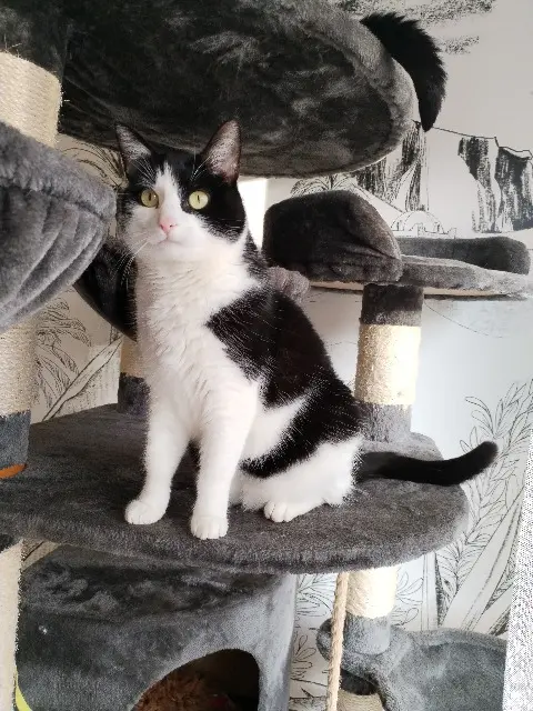 chatte reunited   67207 Niederhausbergen Rose