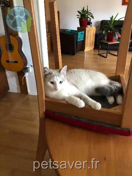 Chatte Perdue 67 Bas-Rhin - Rubinette Chatte Perdue 67 Bas-Rhin - Rubinette