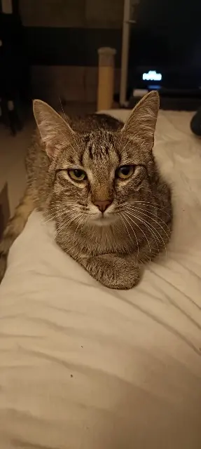 chatte reunited   67117 Hurtigheim Ruby