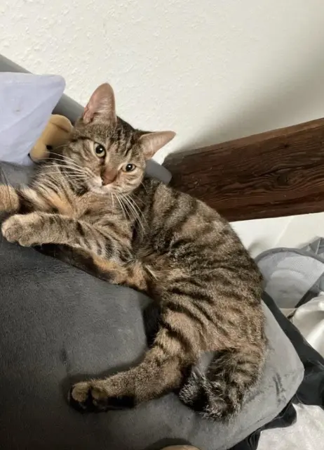 chatte reunited   67500 Haguenau Soana