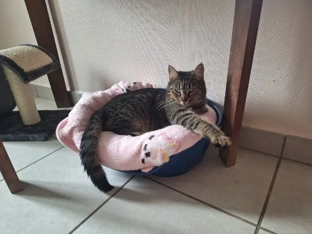 chatte reunited   67870 Griesheim-près-Molsheim Souricette