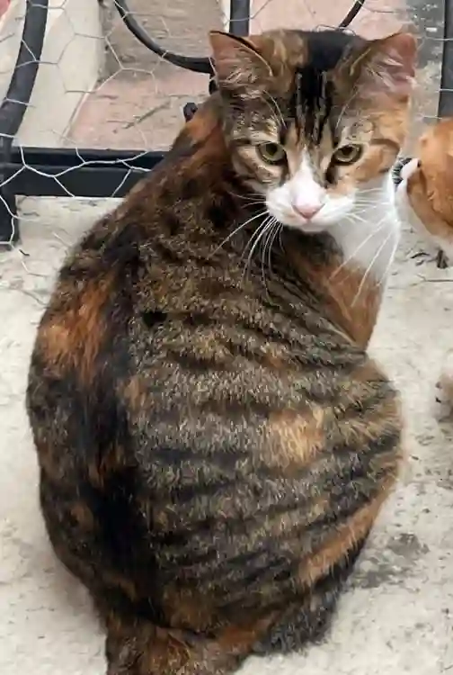Chatte Trouvée 67 Bas-Rhin Strasbourg - Betty Chatte Trouvée 67 Bas-Rhin Strasbourg - Betty