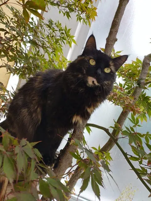 chatte reunited    Strasbourg Chaussette