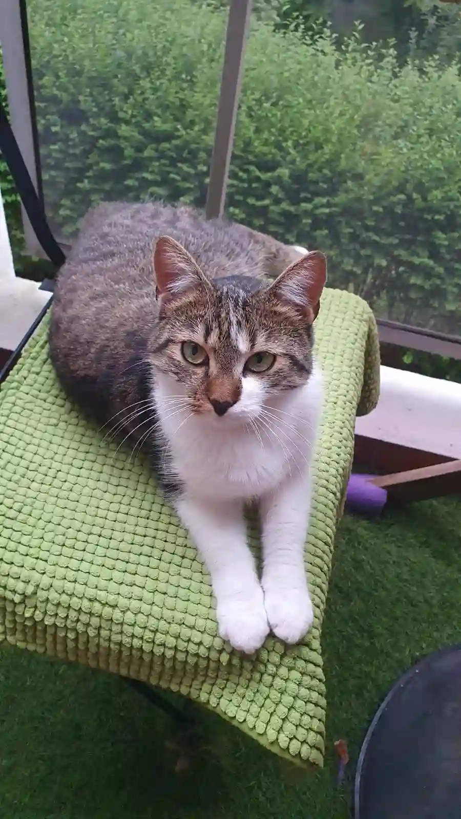 Chatte Trouvée 67 Bas-Rhin Strasbourg - Gaia Chatte Trouvée 67 Bas-Rhin Strasbourg - Gaia