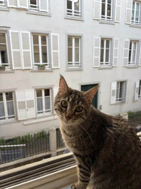 chatte reunited    Strasbourg Houdie