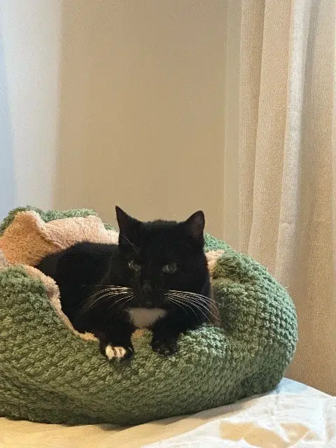 chatte reunited    Strasbourg Lucky