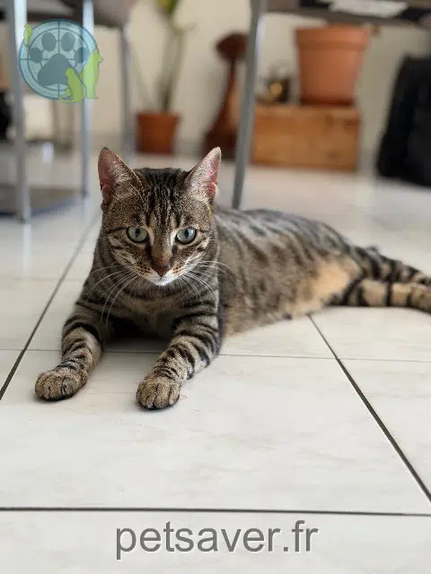 chatte reunited Strasbourg Misia