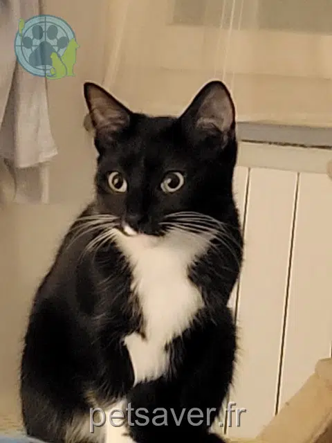 chatte reunited Strasbourg Mystie