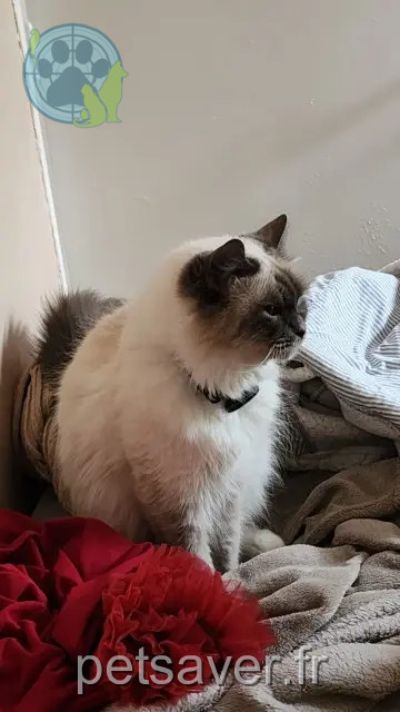 chatte reunited    Strasbourg Pandora