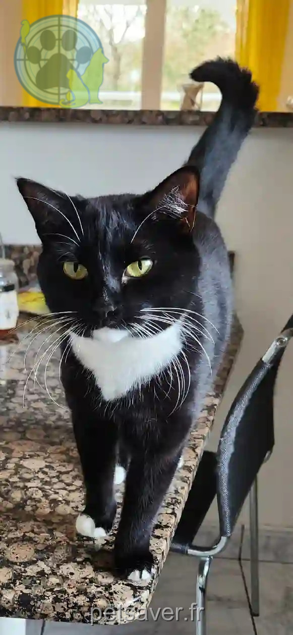 Chatte Trouvée 67 Bas-Rhin Strasbourg - Papicha Chatte Trouvée 67 Bas-Rhin Strasbourg - Papicha