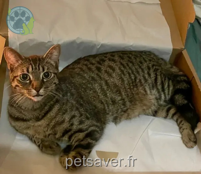 chatte reunited Strasbourg Pishi