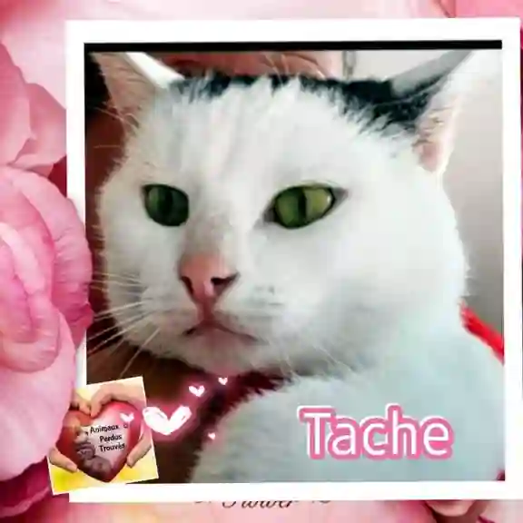 Chatte Perdue 67 Bas-Rhin Strasbourg - Tache Chatte Perdue 67 Bas-Rhin Strasbourg - Tache