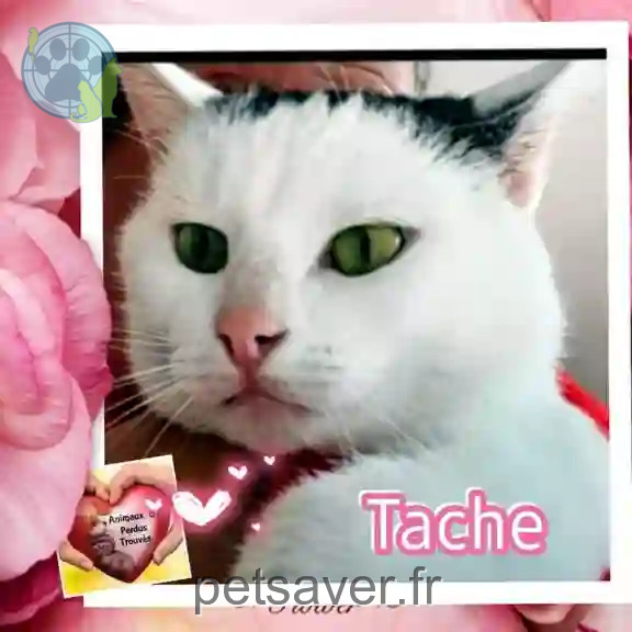 Chatte Perdue 67 Bas-Rhin Strasbourg - Tache Chatte Perdue 67 Bas-Rhin Strasbourg - Tache