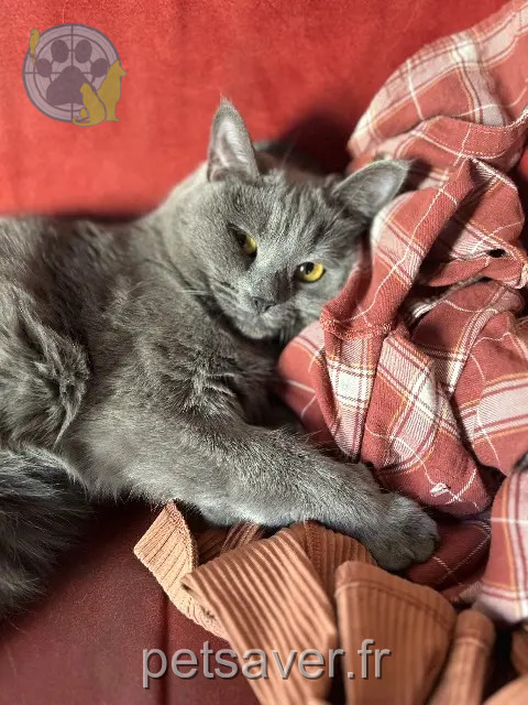 chatte reunited   67800 Hœnheim Tara