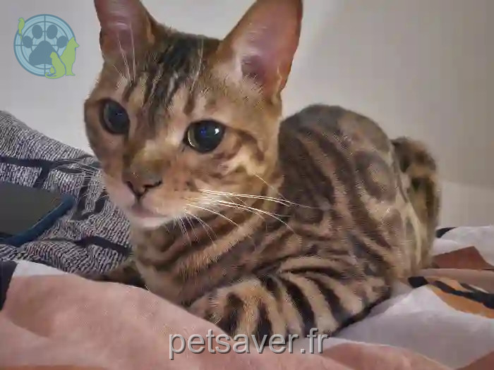 Chatte Trouvée 67 Bas-Rhin - Théia Chatte Trouvée 67 Bas-Rhin - Théia