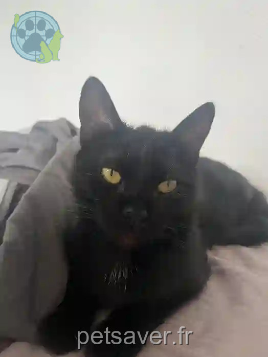 Chatte Perdue 67 Bas-Rhin - Uzi Chatte Perdue 67 Bas-Rhin - Uzi