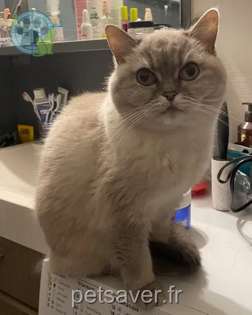 chatte reunited   67300 Schiltigheim Vany