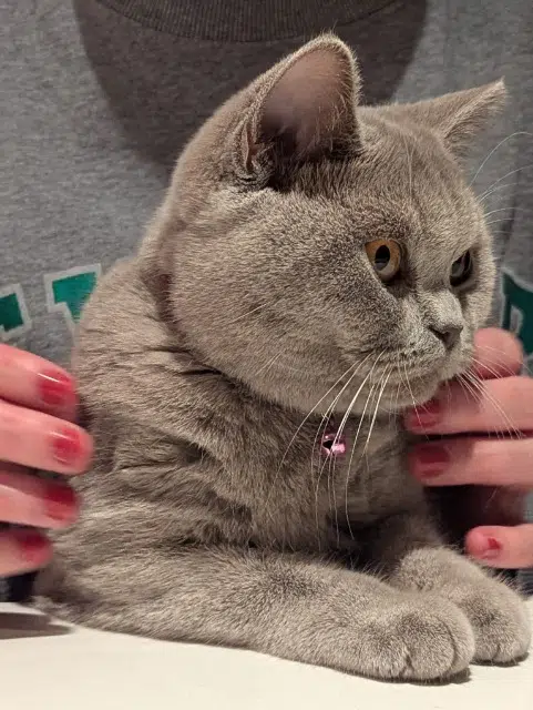 chatte reunited   67230 Westhouse Zhu