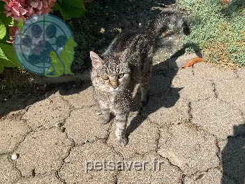 Chatte Trouvée 67 Bas-Rhin Chatte Trouvée 67 Bas-Rhin