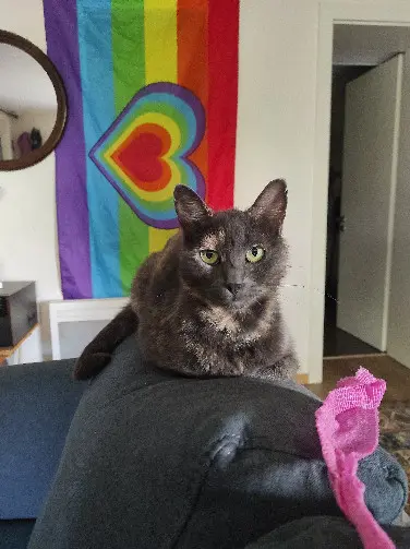 Chatte Trouvée 67 Bas-Rhin Chatte Trouvée 67 Bas-Rhin