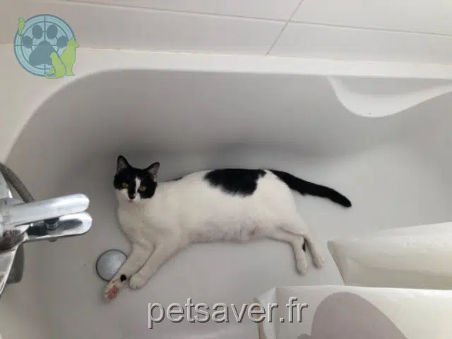 chatte reunited 68250 Munwiller Alina