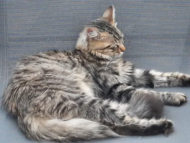 chatte reunited    Wintzenheim Alya