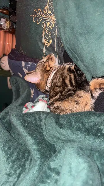 chatte reunited   68040 Ingersheim Andromeda