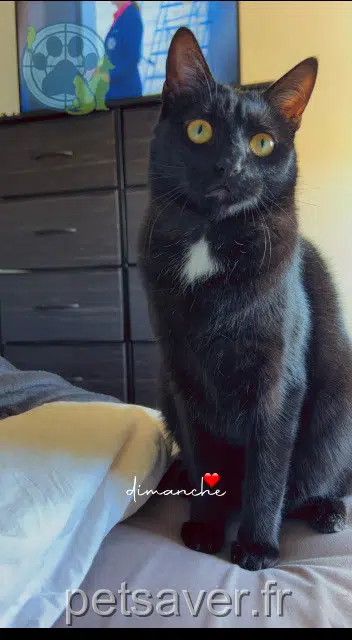 chatte reunited   68400 Riedisheim April
