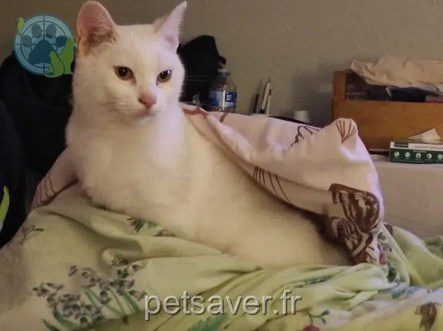 chatte reunited 68260 Kingersheim Bianca