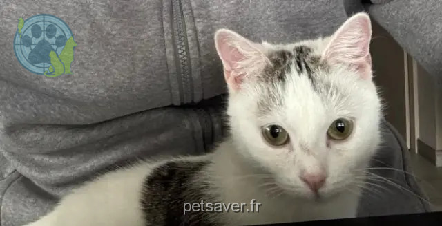 chatte reunited 68350 Brunstatt-Didenheim Bibi