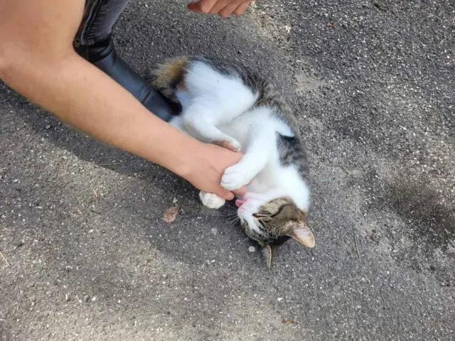 chatte reunited   68350 Brunstatt-Didenheim Chacha