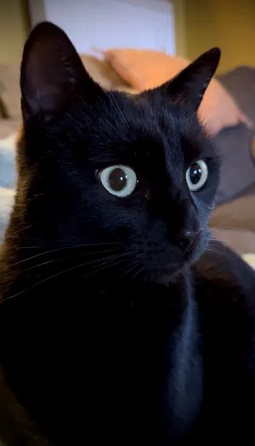 chatte reunited   68480 Durlinsdorf Cali