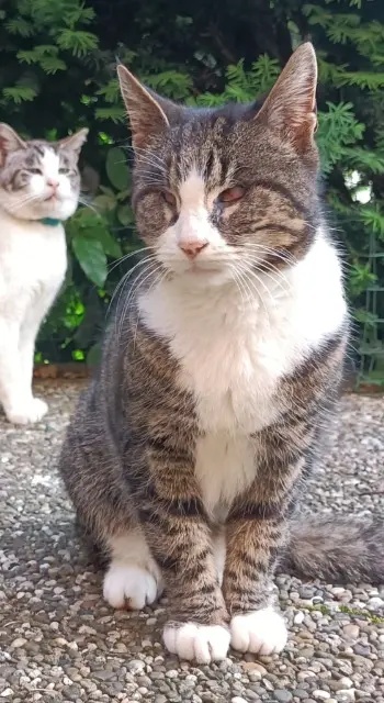 chatte reunited   68310 Wittelsheim Caline