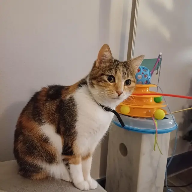 chatte reunited   68000 Colmar Caramel