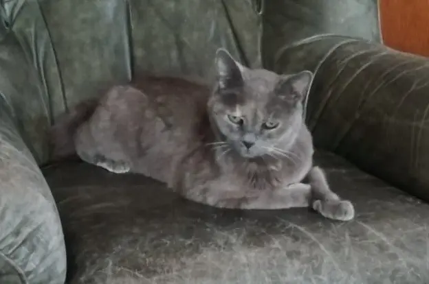 chatte reunited   68600 Volgelsheim Cassie