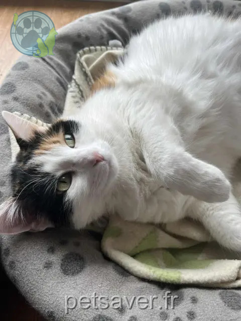 chatte reunited   68700 Cernay Cassie