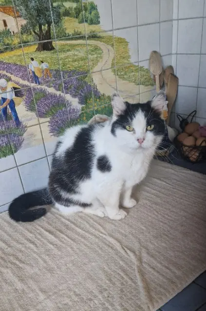 chatte reunited   68190 Ensisheim Cassiopé
