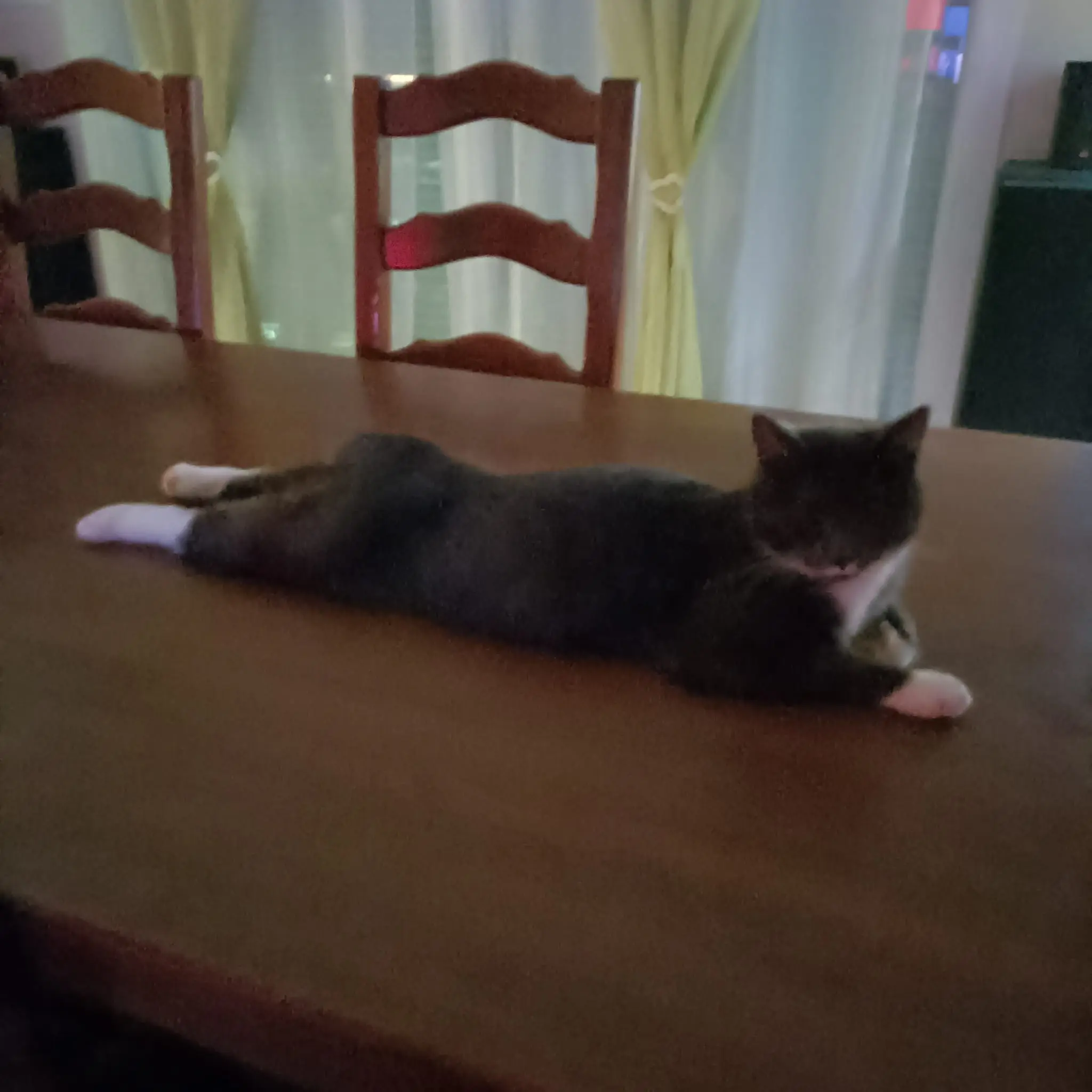 Chatte Perdue 68 Haut-Rhin - Cerise Chatte Perdue 68 Haut-Rhin - Cerise