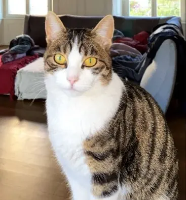Chatte Perdue 68 Haut-Rhin - Chachat Chatte Perdue 68 Haut-Rhin - Chachat