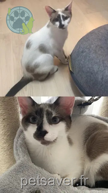 chatte reunited   68000 Colmar Chanel